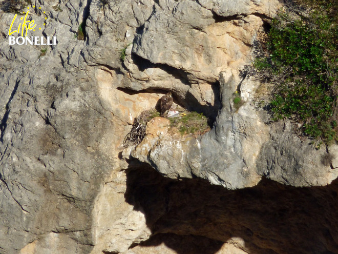 Un nid d'aigle de Bonelli sur l’île de Majorque.