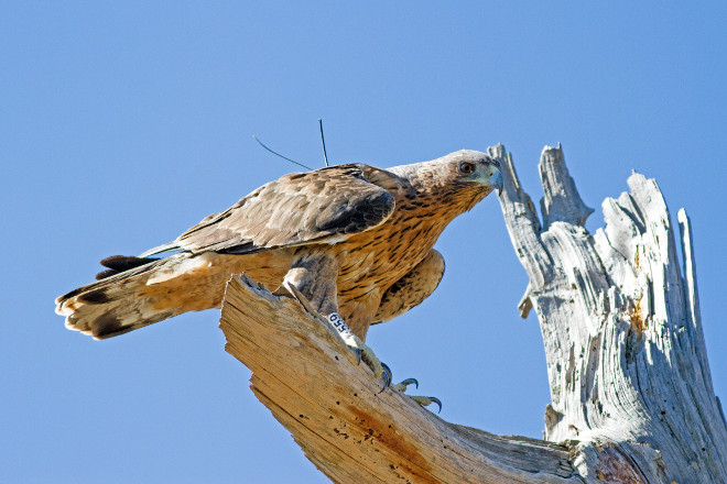 Àguila coabarrada reintroduïda amb el seu emissor visible.