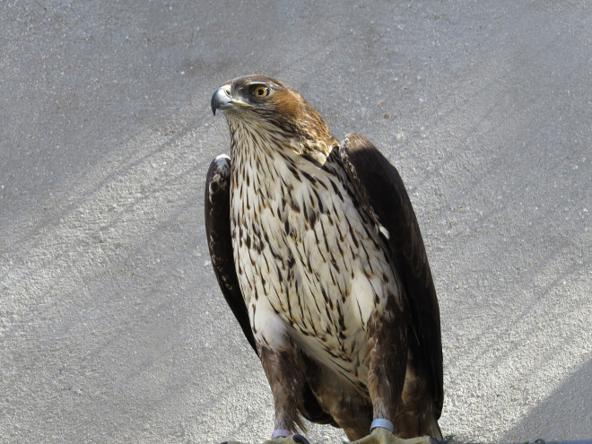 Àguila de Bonelli adulta destinada a la cria en captivitat.