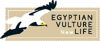 Egyptian vulture New LIFE