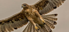 águila de Bonelli en vuelo