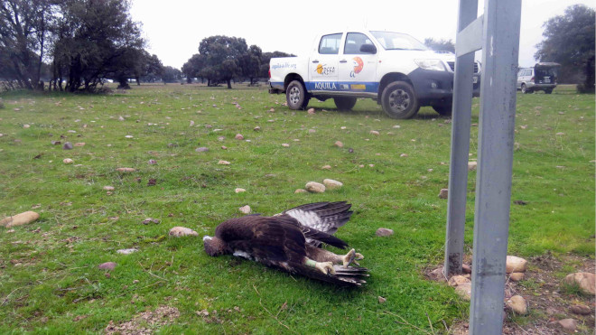 En primer término, cadáver del águila de Bonelli "Machota", electrocutada en la provincia de Toledo tras ser reintroducida.