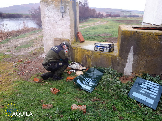 Un Agente Medioambiental de Castilla-La Mancha examina el cadáver del águila de Bonelli "Turón".