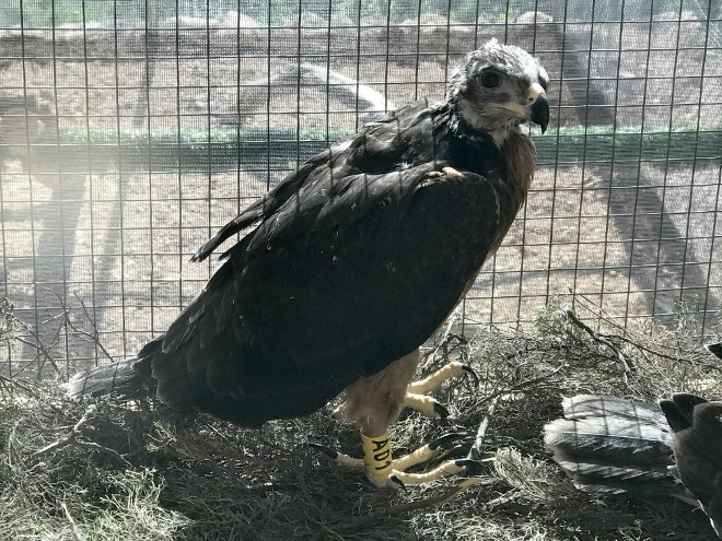 El pollo de águila de Bonelli nacido en el centro de GREFA, a la llegada a la zona de reintroducción de Cerdeña