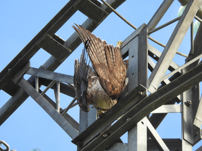 Un águila de Bonelli cuelga del poste de un tendido tras haberse electrocutado.