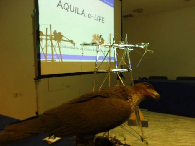 Pantalla, réplica de águila de Bonelli y réplica de poste de un tendido eléctrico en el taller sobre AQUILA a-LIFE celebrado en Conama 2018.