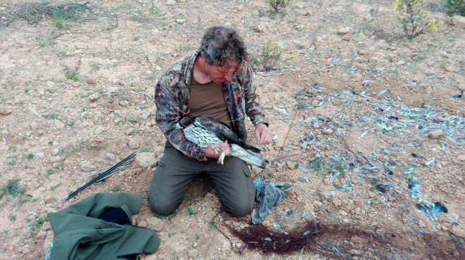 Momento de la captura del águila de Bonelli "Dodiel" en Mallorca, por parte de Toni Morro (COFIB).