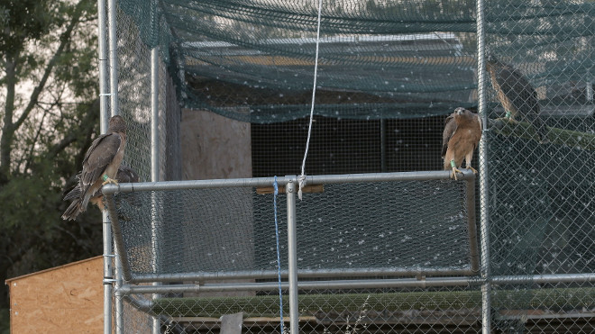 Varias águilas de Bonelli exploran la salida abierta de la instalación de la "jaula-hacking".