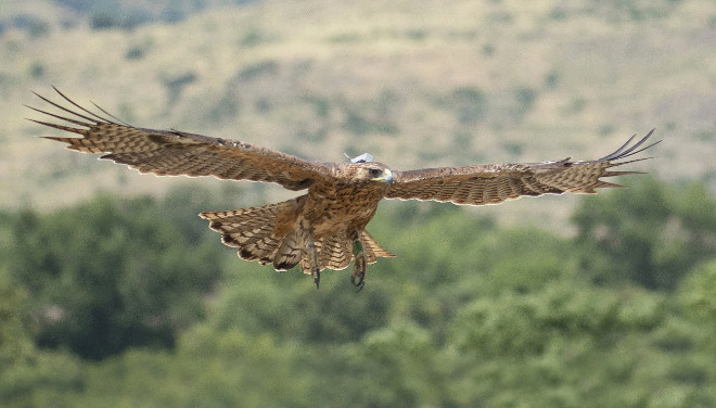 El águila de Bonelli "Alameda", con su emisor GPS visible, fotografiada en pleno vuelo. Foto: Alberto Álvarez/CANON.