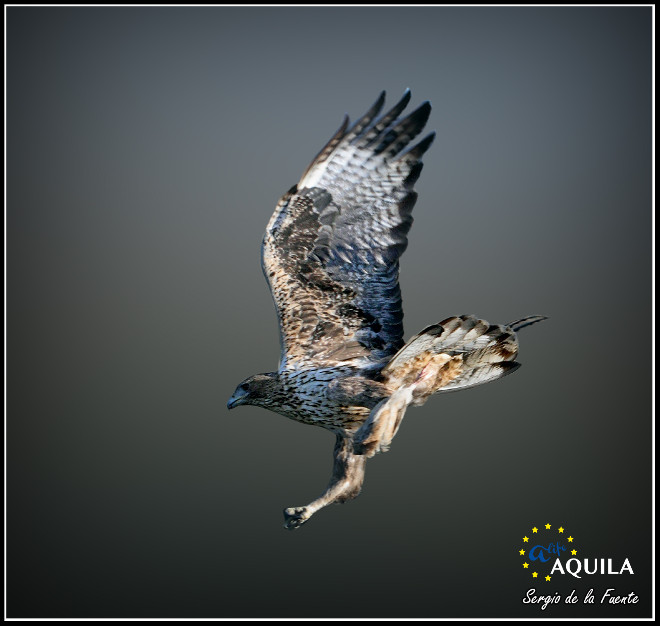 El águila de Bonelli "Haza" en vuelo. Foto: Sergio de la Fuente / GREFA.