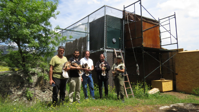 Cinco águilas de Bonelli destinadas a la Sierra Oeste de Madrid, a punto de ser introducidas en el jaulón de aclimatación de AQUILA a-LIFE.