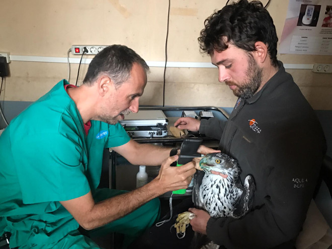 Un veterinario de GREFA realiza un examen oftalmoscópico de una de las águilas de Bonelli que han llegado desde Bulgaria. 
