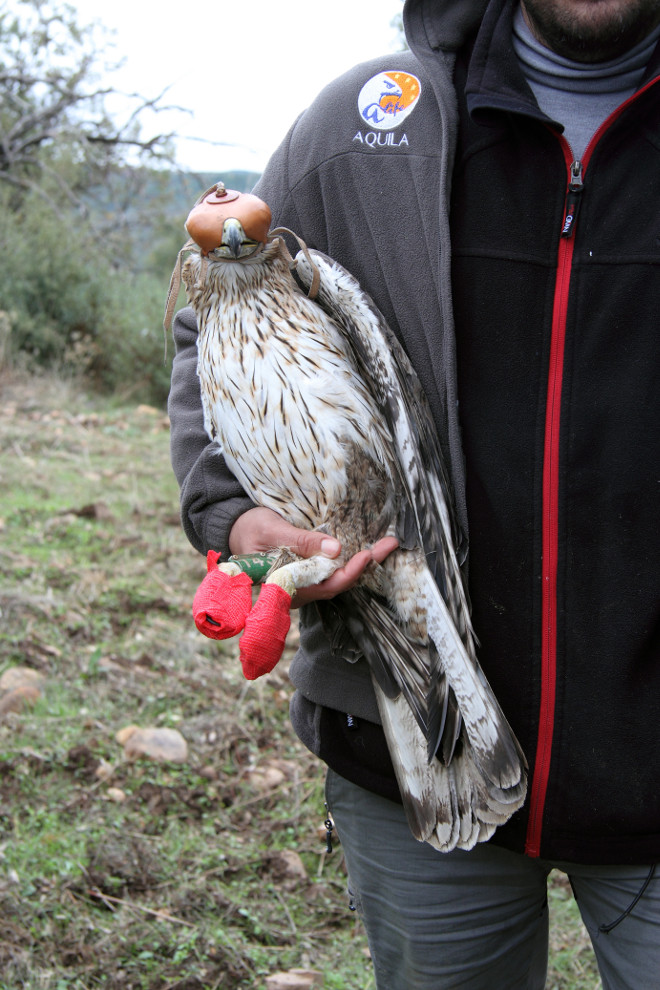 Un biólogo de AQUILA a-LIFE sostiene a una de las águilas de Bonelli marcadas con GPS.