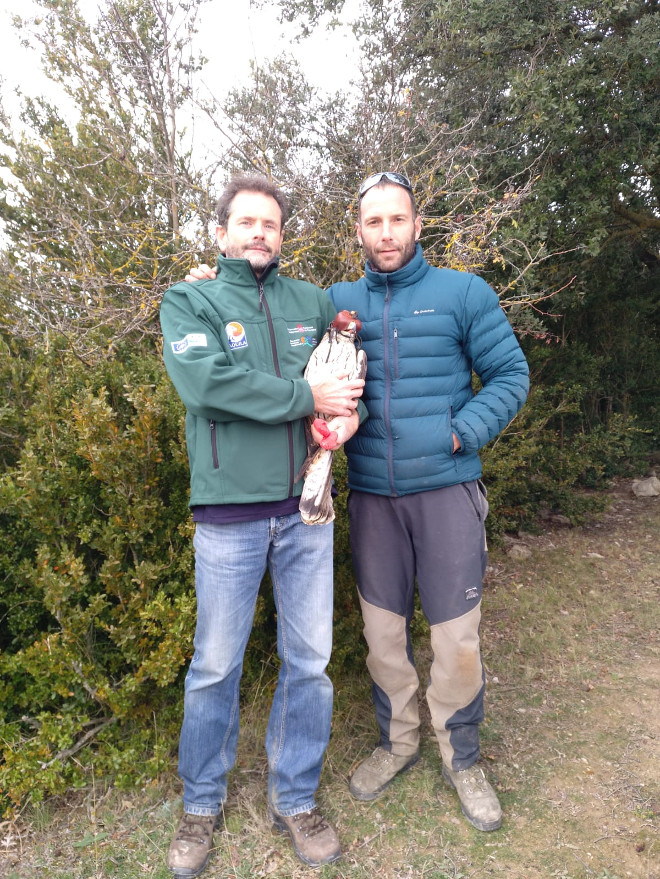 Pablo Muñoz (Servicio de Medio Natural de Gobierno de Navarra) y Joseba Oroz (GAN-NIK), con el águila de Bonelli "Sielva".