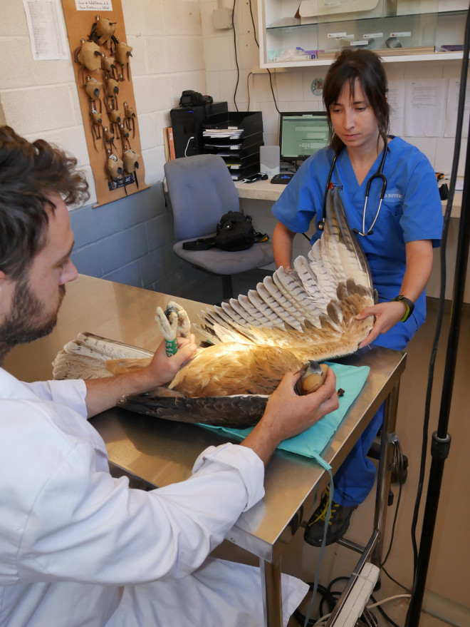 Revisión veterinaria del águila de Bonelli "Tilda", una vez que fue trasladada al hospital de fauna de GREFA.