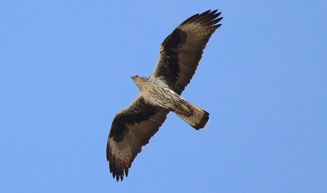 Águila de Bonelli adulta en vuelo. Foto: Juan Jaramillo.