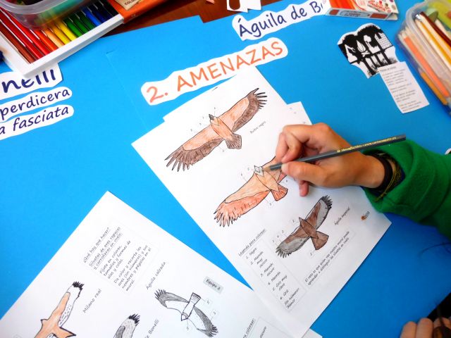 Un alumno del CEIP "Príncipe de Asturias", de Quijorna (Madrid), realiza un trabajo tras lo aprendido sobre el proyecto AQUILA a-LIFE y el águila de Bonelli.