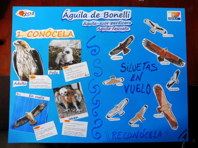 Cartel realizado por alumnos del CEIP "Príncipe de Asturias" sobre el águila dCartel utilizado como recurso educativo dentro del material didáctico sobre AQUILA a-LIFE y el águila de Bonelli.e Bonelli.