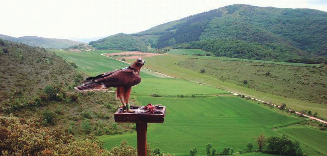 La hembra de águila de Bonelli “Iber”, en el territorio de liberación en Kanpezu (Álava), días antes de iniciar su dispersión juvenil hacia Francia.
