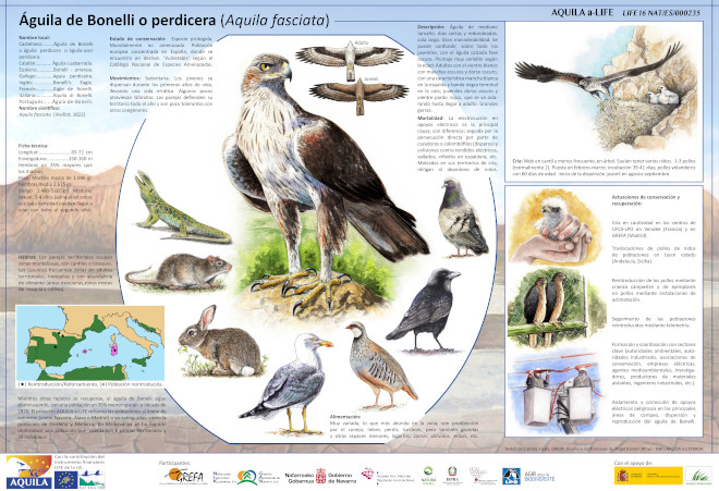 Ya disponible el póster de nuestra especie tótem: el águila de Bonelli