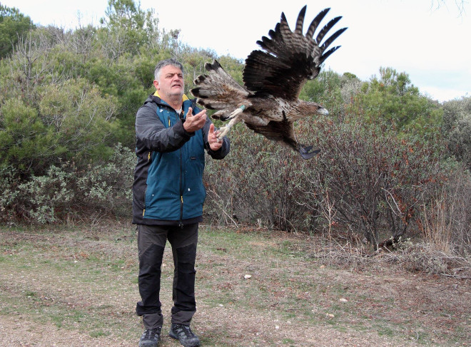 Momento de la liberación del águila de Bonelli "Picadas".
