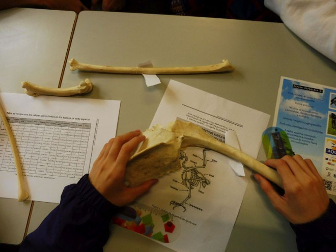 Un alumno del IES "Gómez Moreno", de Madrid, en una práctica con huesos de aves.