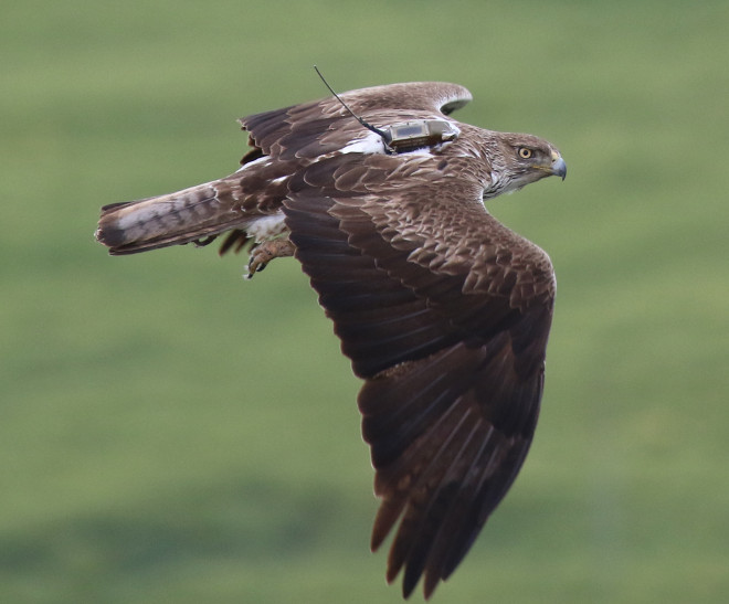 Un ejemplar adulto de águila de Bonelli vuela con su emisor GPS a la vista.