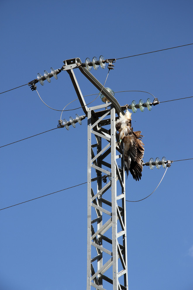 El águila de Bonelli "Touvent" aparece colgada del apoyo donde encontró la muerte por electrocución.