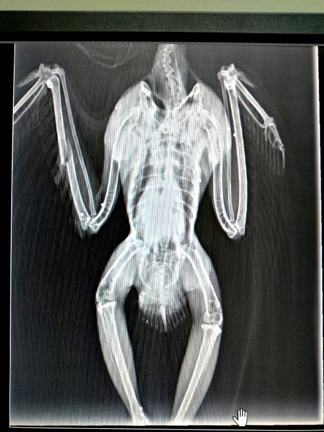 Radiografía del águila de Bonelli "Izki", en la que se aprecian numerosos perdigones en el cuerpo del ave. 