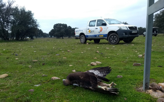 El águila de Bonelli 'Machota' yace junto al apoyo del tendido eléctrico toledano en el que perdió la vida a mediados del pasado diciembre.