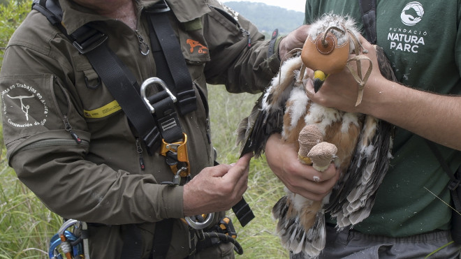 Toma de medidas de un ala de uno de los pollos de águila de Bonelli nacidos en Mallorca en 2018, instantes antes de colocarle un emisor GPS. Foto: Francisco Márquez / AQUILA a-LIFE.