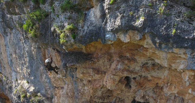 Un especialista accede a uno de los nidos de águila de Bonelli existentes en Mallorca, para marcar a los pollos que contiene. Foto: Francisco Márquez / AQUILA a-LIFE.
