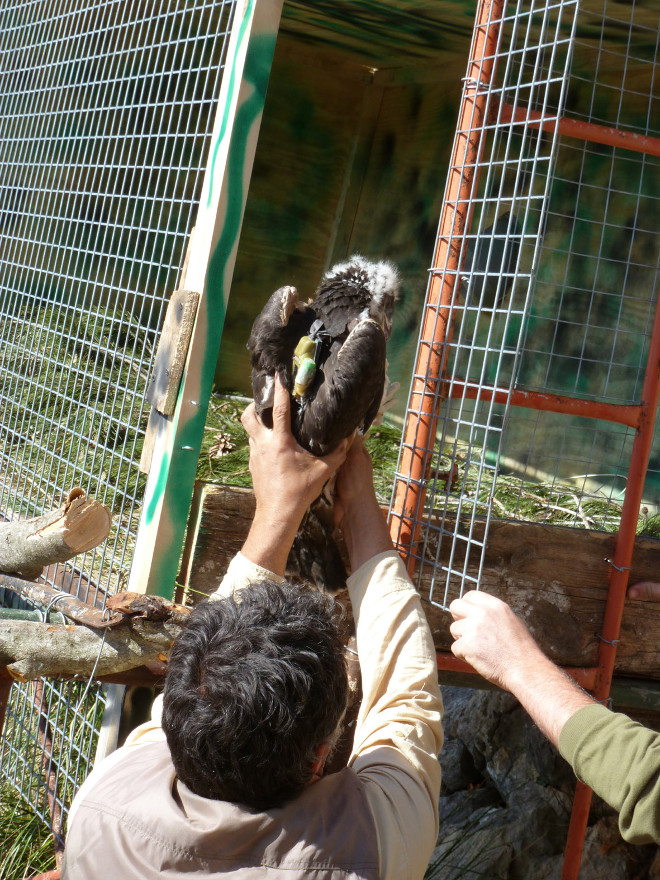 Introducción en un jaulón de "hacking" de uno de las primeras águilas de Bonelli que se liberó en Mallorca, en el año 2013. Foto: LIFE Bonelli.