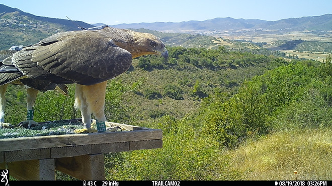 Imagen de foto-trampeo del águila de Bonelli "Ermitaño" sobre una plataforma de alimentación en la zona de Navarra donde fue liberada el año pasado.