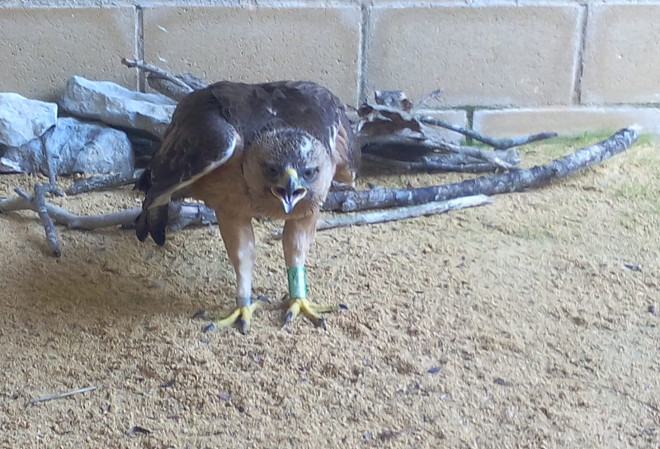 El águila de Bonelli "Izki" durante su rehabilitación en el Centro de Recuperación de Fauna de Mártioda, cercano a Vitoria.