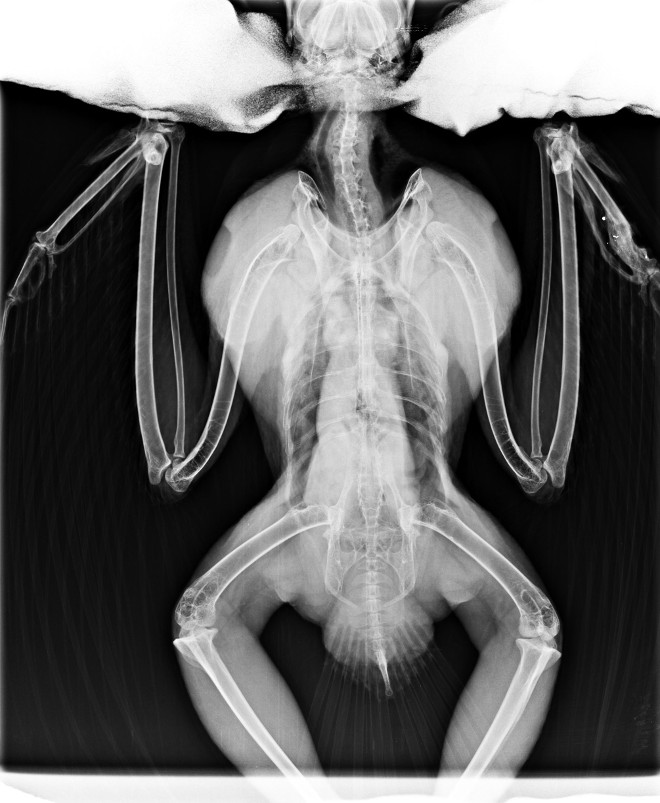 Radiografía del águila de Bonelli "Saccaia" al ingresar en el hospital de fauna de GREFA. En su ala izquierda se ve un perdigón que le causó una fractura osea.
