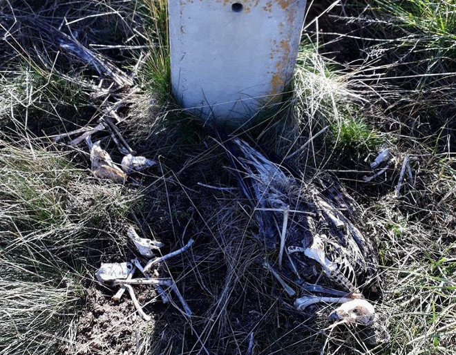 Restos óseos de cuatro cadáveres distintos de races al pie de un mismo poste eléctrico de La Moraña.