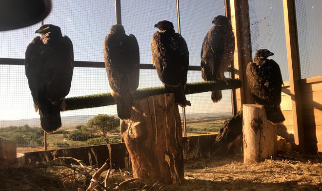 Las seis águilas de Bonelli liberadas en 2019 en Navarra reposan dentro del jaulón de aclimatación.