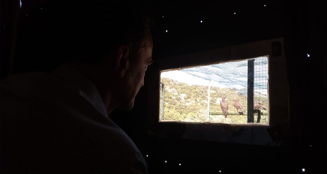 Desde un "hide" o escondite anejo, Manuel Paredes, de Iberdrola, mira por un cristal espía al interior del jaulón de aclimatación donde fueron ubicadas las águilas de Bonelli.