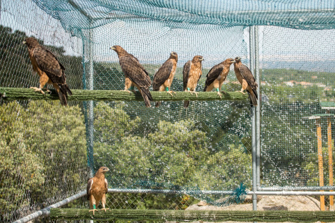 Águilas de Bonelli en el jaulón de aclimatación del Parque Regional de la Cuenca Alta del Manzanares (Madrid).