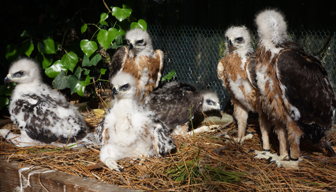 Pollos de águila de Bonelli criados en cautividad por UFCS-LPO en 2019 en Francia para el proyecto AQUILA a-LIFE.