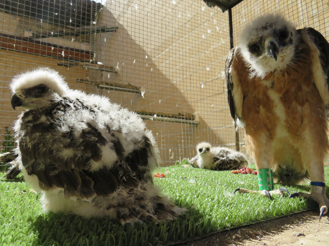 Pollos de águila de Bonelli criados en cautividad por GREFA en 2019 para el proyecto AQUILA a-LIFE.