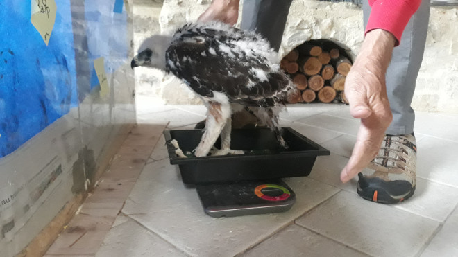 Un pollo de águila de Bonelli criado por UFCS-LPO en Vendée (Francia) es pesado antes de su cesión al proyecto AQUILA a-LIFE