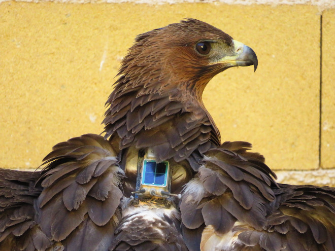 Pollo de águila de Bonelli con un emisor GPS a su espalda, antes de ser trasladado a una zona de reintroducción de AQUILA a-LIFE.