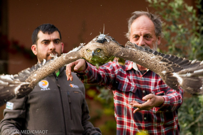 Momento de la liberación del águila culebrera que se soltó junto al águila de Bonelli, con su emisor GPS bien visible en el dorso del animal. Foto: UICN-MED/CMAOT