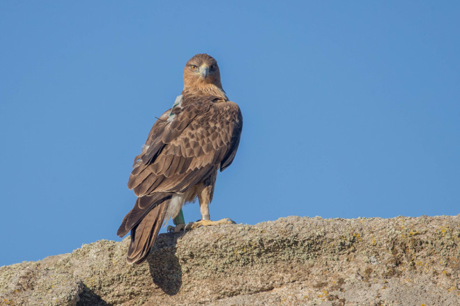 Águila de Bonelli joven liberada por el proyecto AQUILA a-LIFE, con un emisor GPS visible en su dorso.