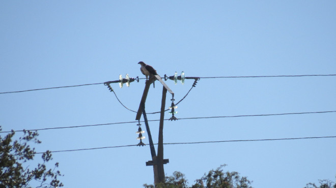 Águila de Bonelli posada en un tendido eléctrico de diseño peligroso para las aves. 