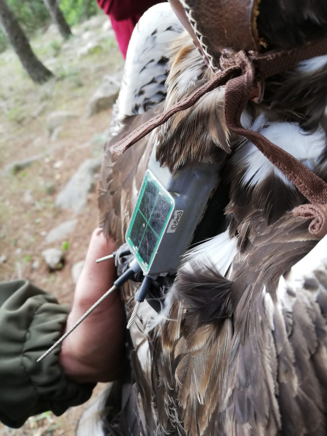 Nuevo emisor en una de las águilas de Bonelli capturadas en Mallorca para colocarle este dispositivo.