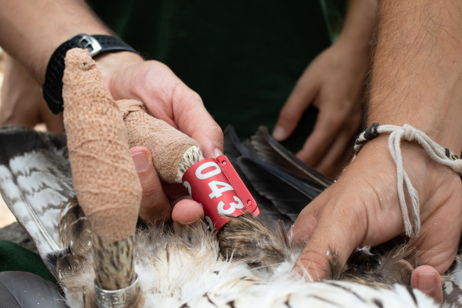 Las garras de "Dalía" han sido inmovilizadas con un vendaje para facilitar el manejo del animal durante su marcaje con emisor. En la foto se aprecia la anilla numerada que porta, para identificarla a distancia.  Foto: Cati Artigues, GOB Mallorca.