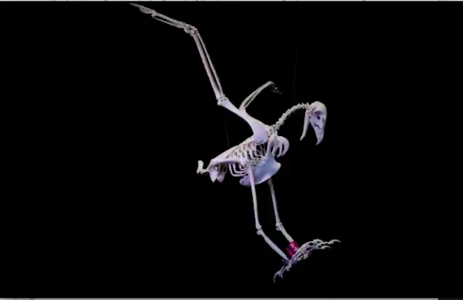 Esqueleto del águila de Bonelli "Harmonia" una vez completado su montaje.